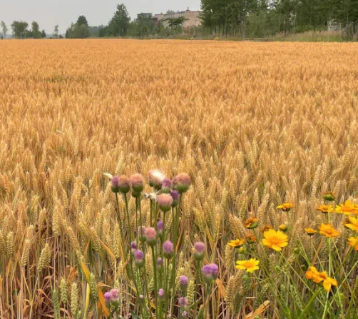 山東戧面饅頭 山東戧面饅頭